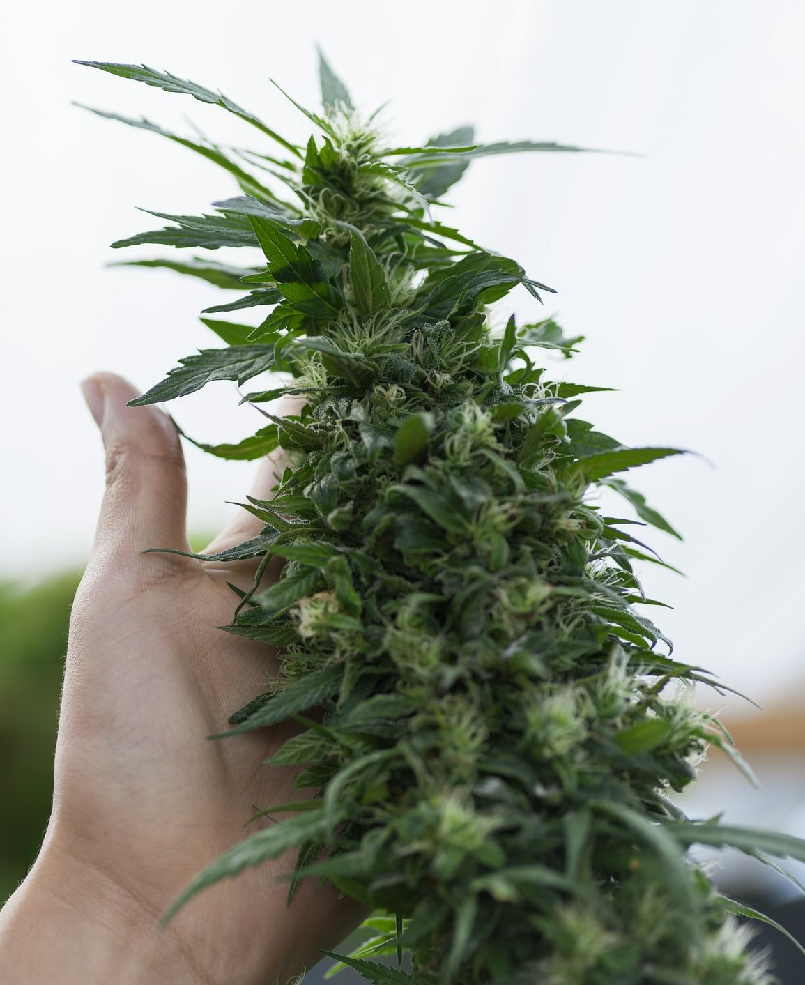 A farmer's hand checking the status of his marijuana plants and their growing condition and form so that he can soon harvest his marijuana tea product.