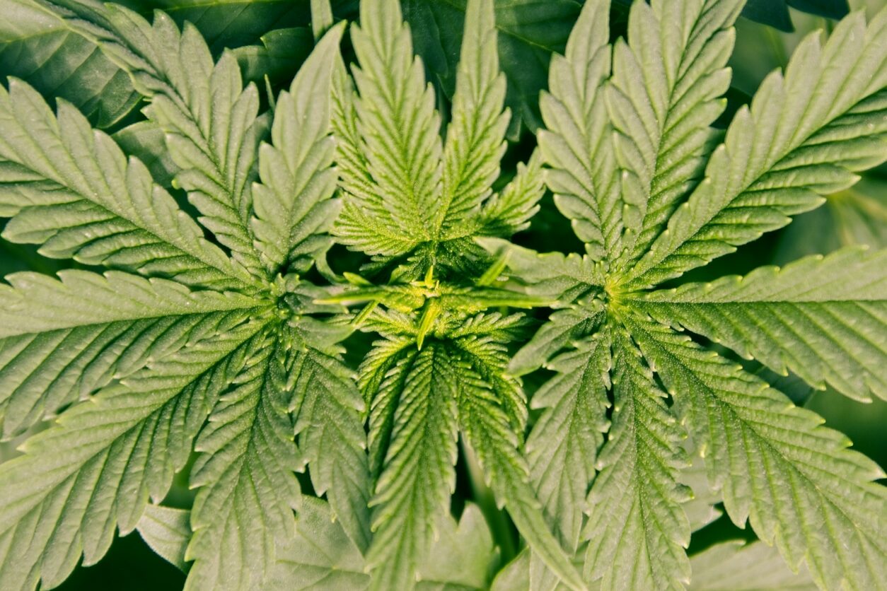 Close up of marijuana leaves.