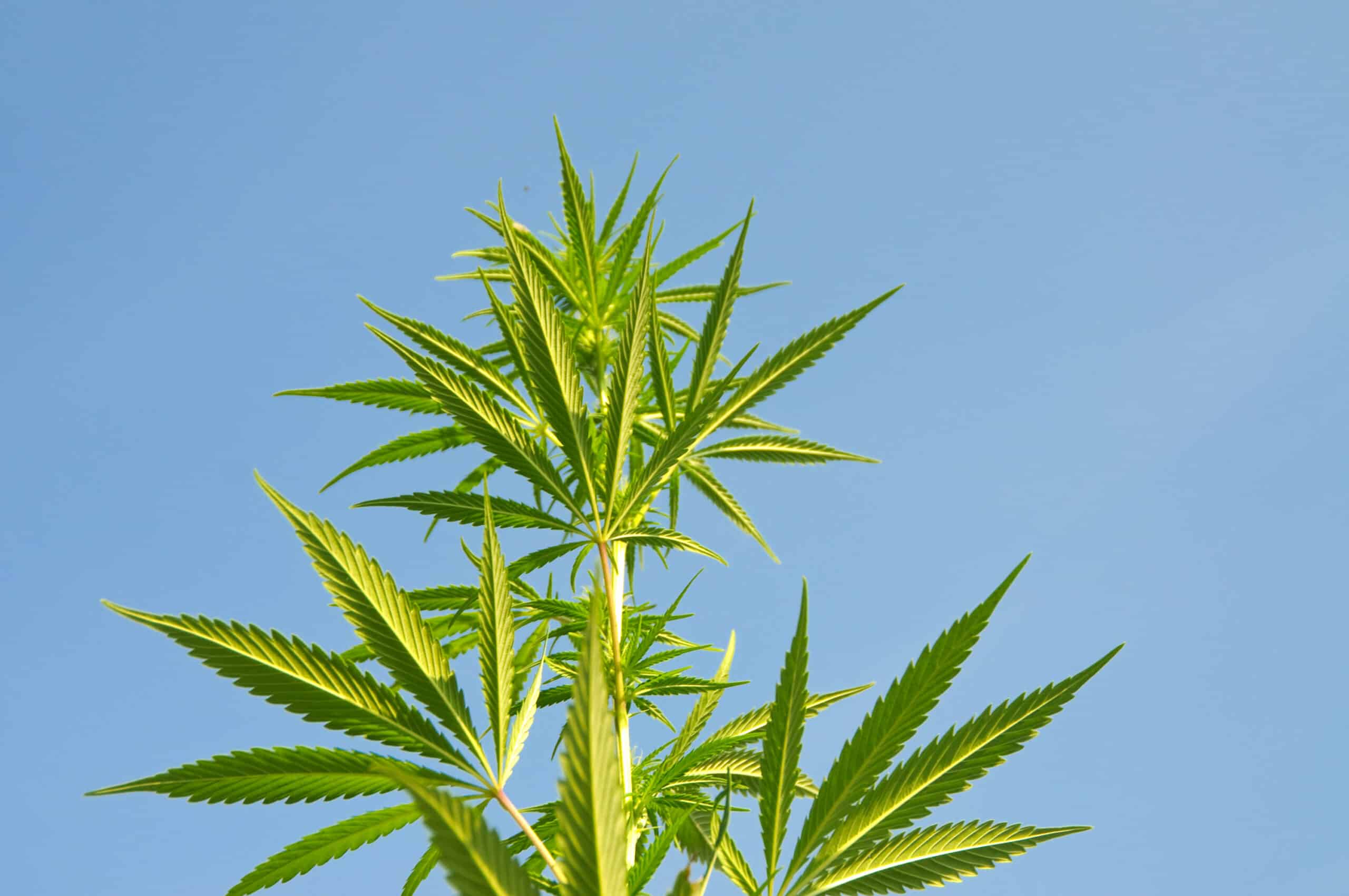 Marijuana Plant against blue sky