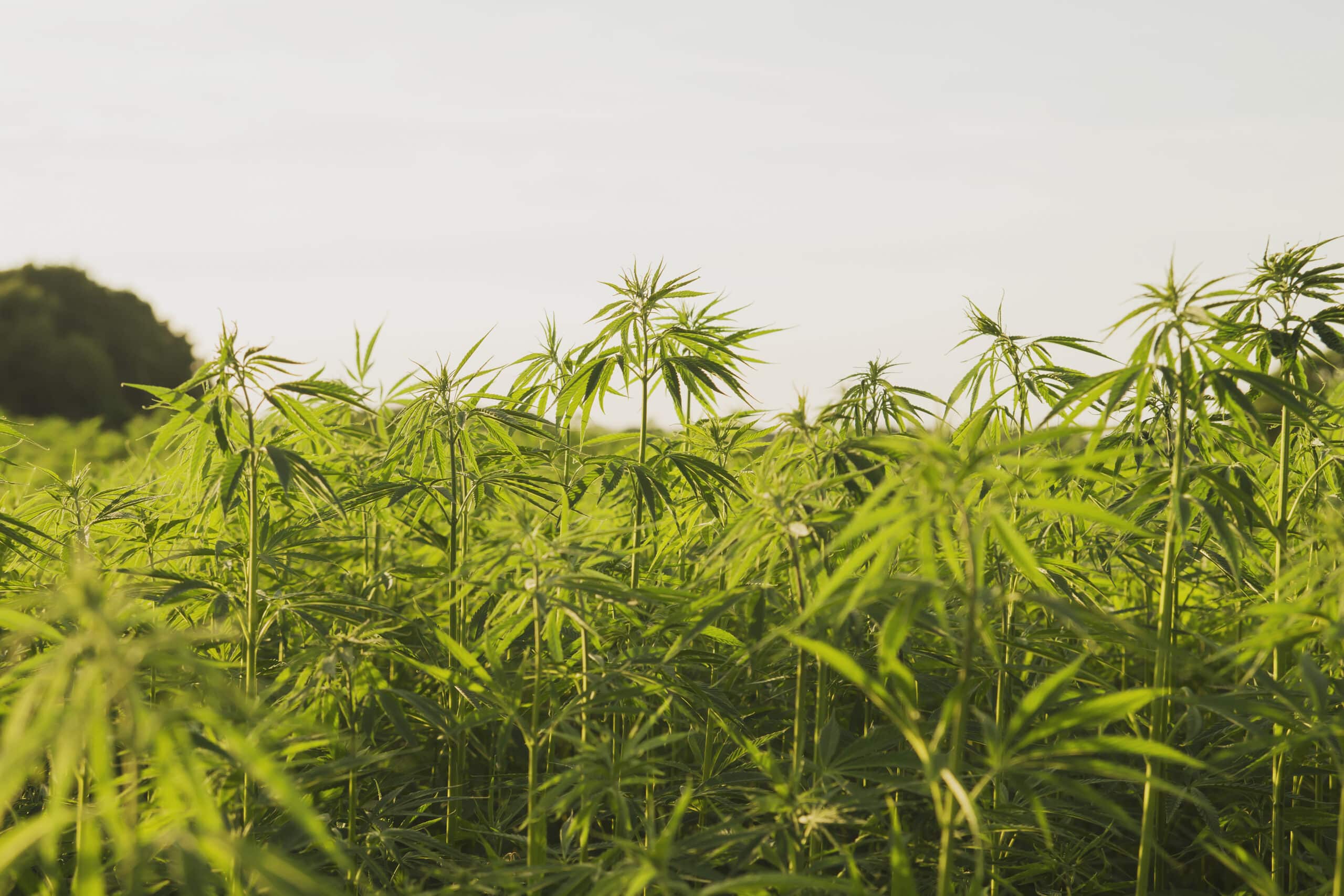 Industrial hemp or cannabis farm plantation in the rural belgium