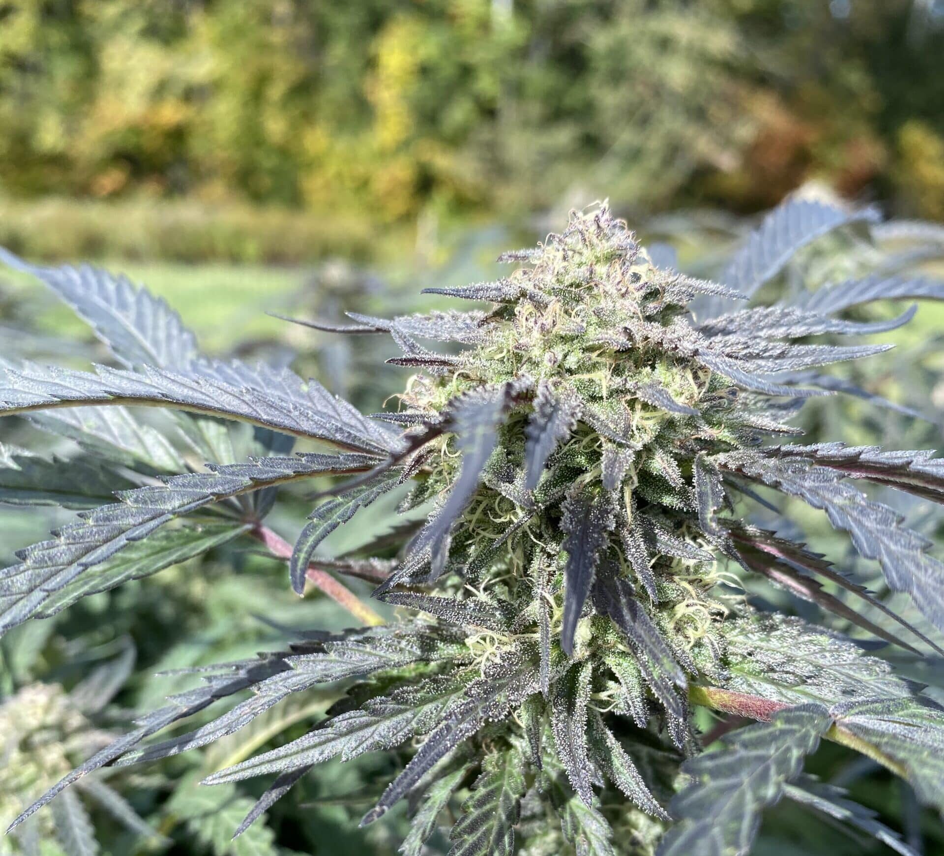 Cannabis Plant outdoors