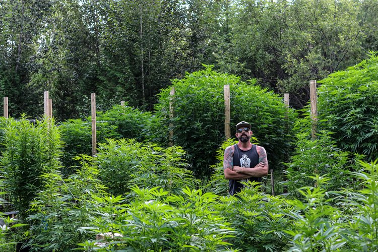 Nick Castro in Cannabis Field